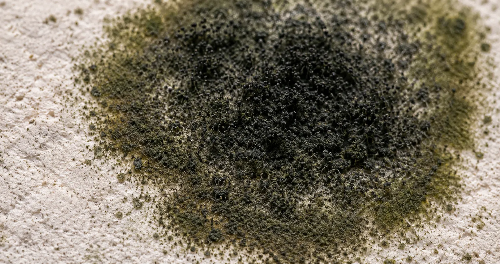 Blog: black mold vs other mold - macro mold colony close-up (illustrative image)