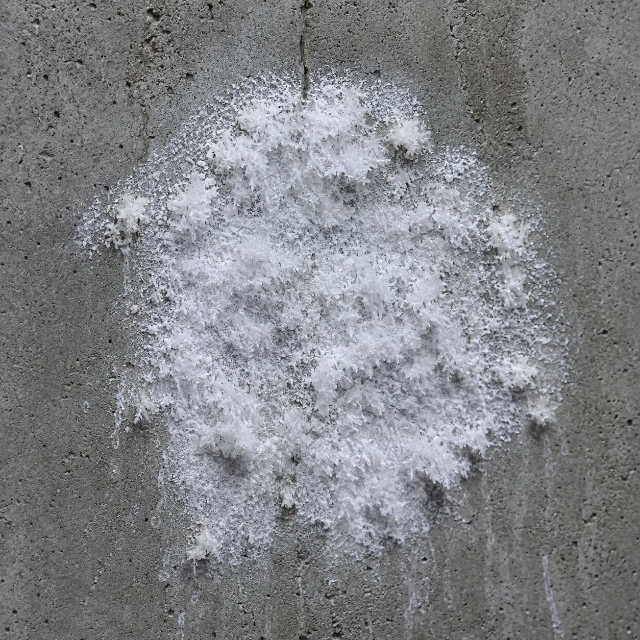 Mold quiz card 2: mineral efflorescence on concrete (NOT mold) (lok2)